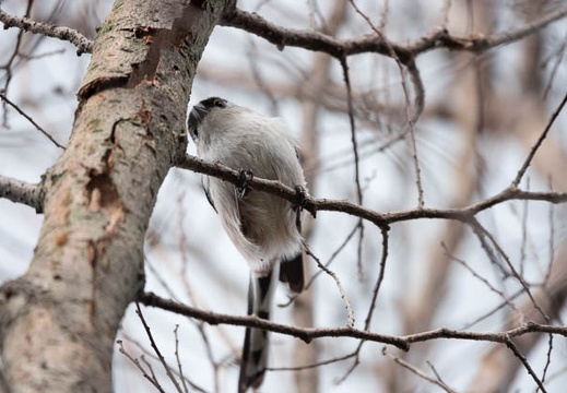202010171454-DSC04270RX10M4.jpg