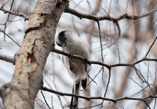 202010171454-DSC04271RX10M4.jpg