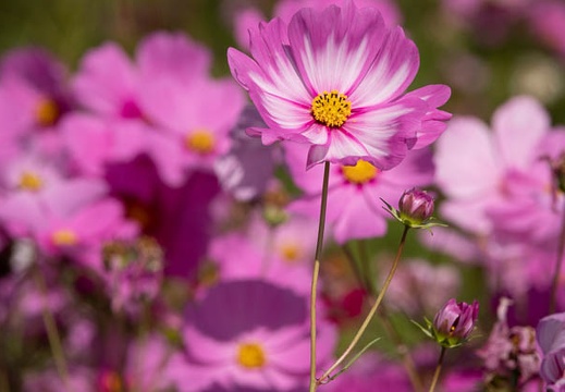 202010191156-DSC05650.jpg