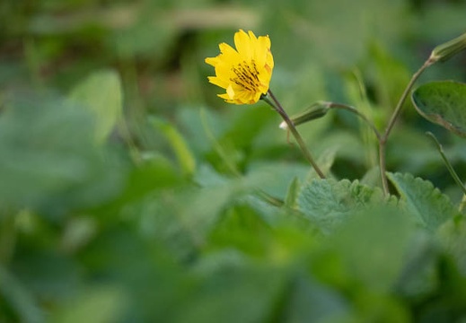202010231654-DSC08165RX10M4.jpg