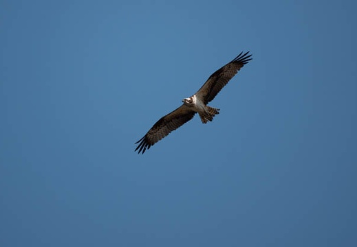202010261144-DSC00186RX10M4.jpg