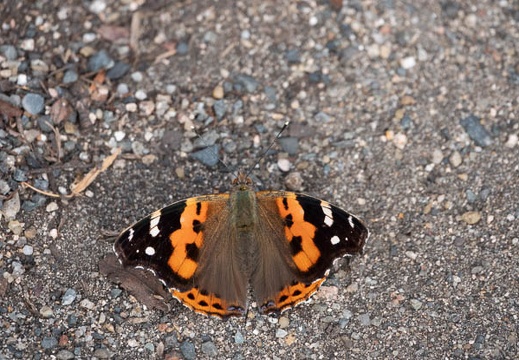 202011011421-DSC02078RX10M4.jpg