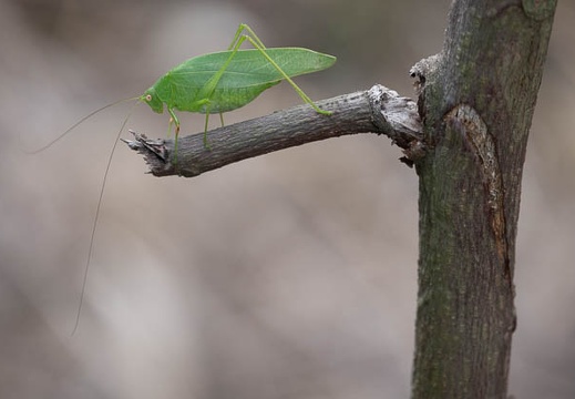 202011011438-DSC02097RX10M4.jpg
