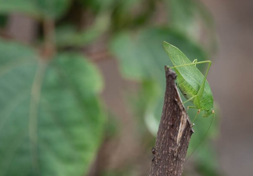 202011011440-DSC02109RX10M4.jpg