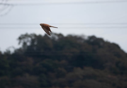 202011011524-DSC02203RX10M4.jpg