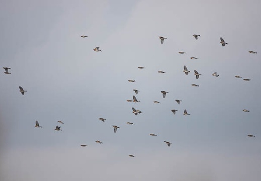 202011011528-DSC02222RX10M4.jpg