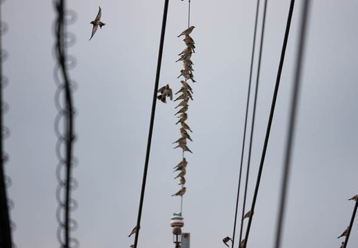 202011011530-DSC02236RX10M4.jpg