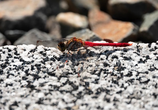 202011031044-DSC02438RX10M4.jpg