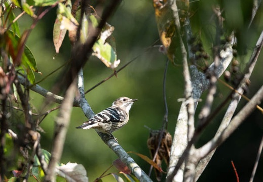 202011031057-DSC02464RX10M4.jpg