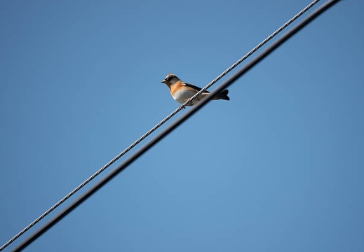202011031114-DSC02503RX10M4.jpg