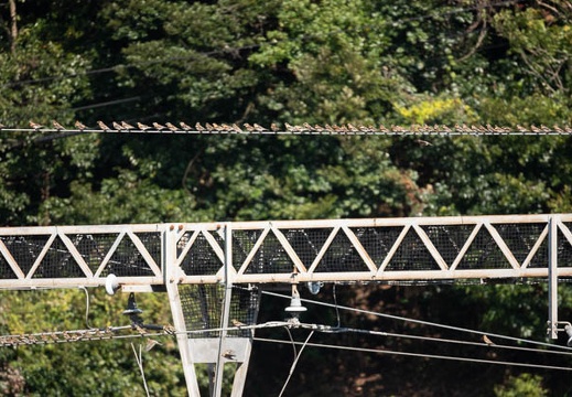 202011031116-DSC02514RX10M4.jpg