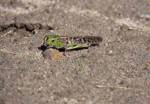 202011031134-DSC02613RX10M4.jpg