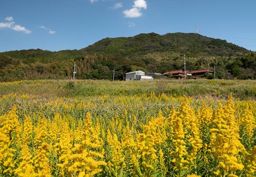 202011031144-DSC02647RX10M4.jpg