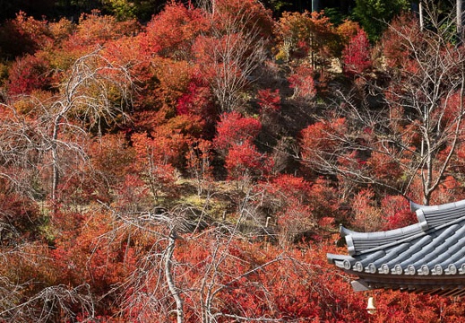 202011041235-DSC02997RX10M4.jpg