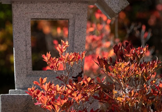 202011041250-DSC03050RX10M4.jpg