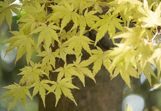 202011041306-DSC03104RX10M4.jpg