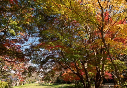 202011051217-DSC03678RX10M4.jpg