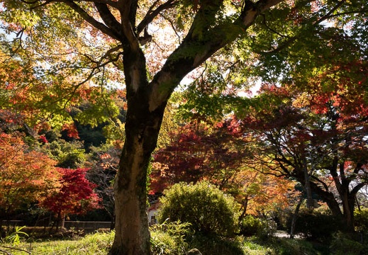 202011051222-DSC03699RX10M4.jpg