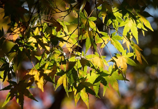 202011051222-DSC03702RX10M4.jpg