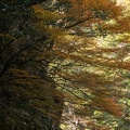 202011051330-DSC03888RX10M4.jpg