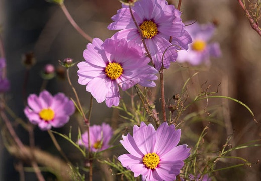 202011061312-DSC04222RX10M4.jpg