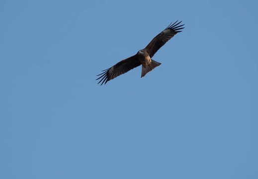 202011061313-DSC04231RX10M4.jpg