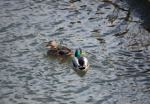 202011061323-DSC04249RX10M4.jpg