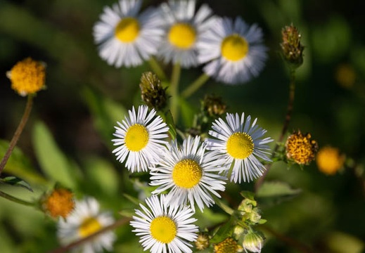 202011061442-DSC04299RX10M4.jpg