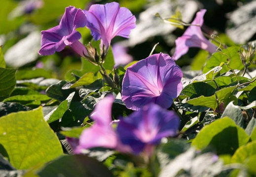 202011061455-DSC04318RX10M4.jpg
