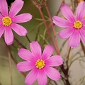 202011061520-DSC04395RX10M4.jpg