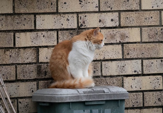 202011071513-DSC04609RX10M4.jpg