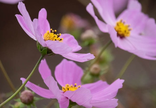 202011071528-DSC04633RX10M4.jpg