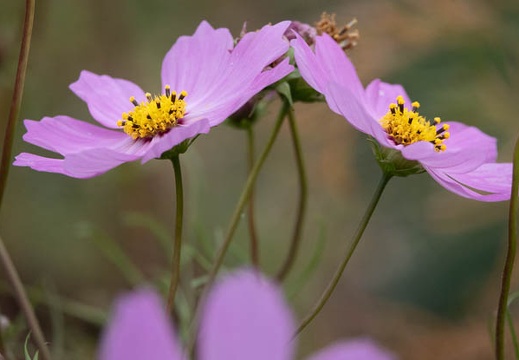 202011071559-DSC04670RX10M4.jpg