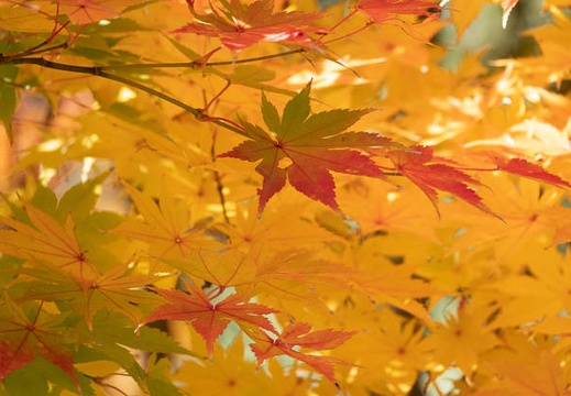 202011131012-DSC04736RX10M4.jpg