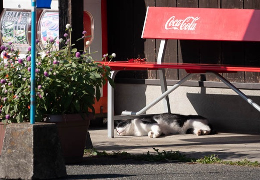 202011131015-DSC04746RX10M4.jpg