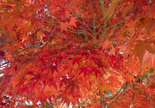 202011131020-DSC04771RX10M4.jpg