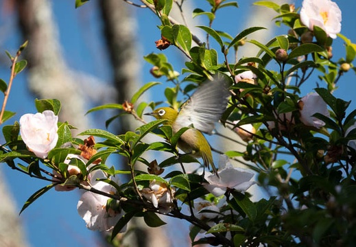 202011131037-DSC04823RX10M4.jpg
