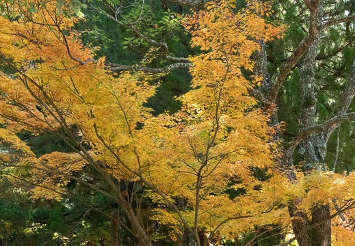 202011131048-DSC04867RX10M4.jpg