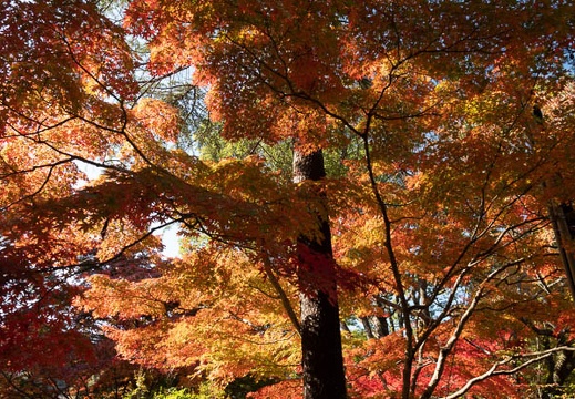 202011131048-DSC04868RX10M4.jpg