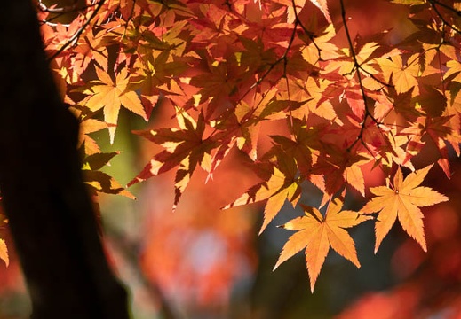 202011131049-DSC04873RX10M4.jpg