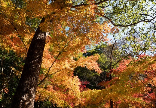 202011131050-DSC04879RX10M4.jpg