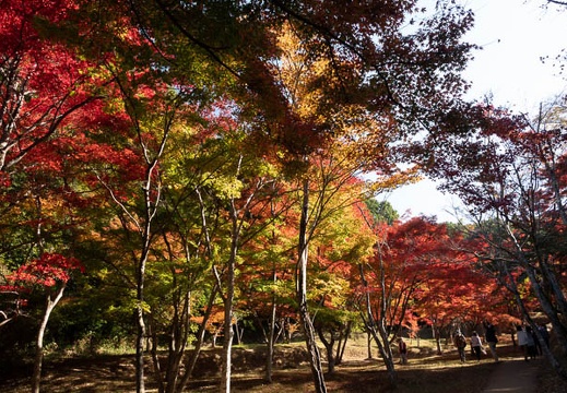 202011131055-DSC04904RX10M4.jpg