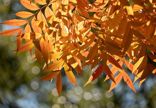 202011131104-DSC04950RX10M4.jpg