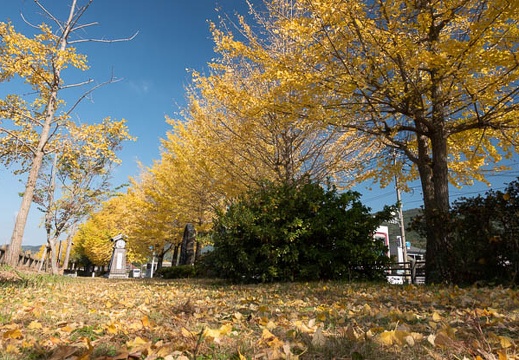 202011141325-DSC05717RX10M4.jpg