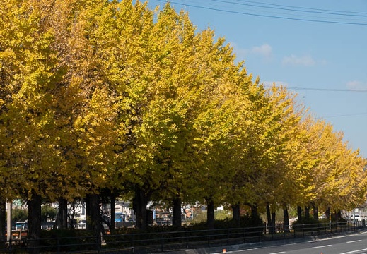 202011141333-DSC05759RX10M4.jpg
