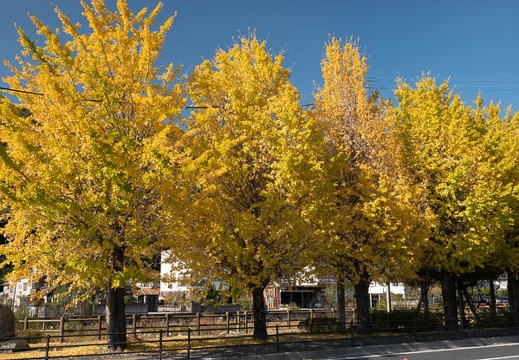 202011141334-DSC05765RX10M4.jpg