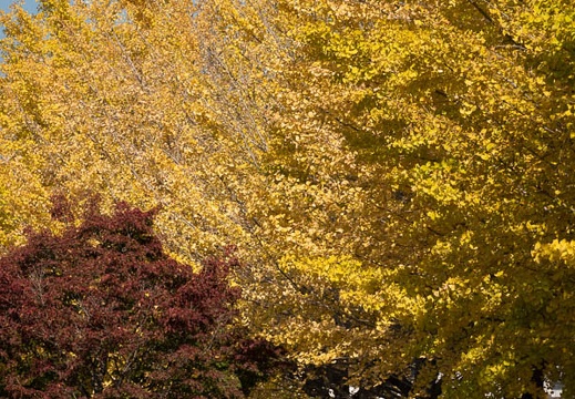202011141337-DSC05787RX10M4.jpg
