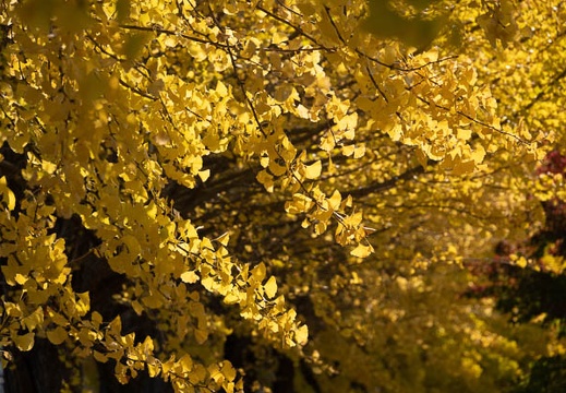 202011141356-DSC05875RX10M4.jpg