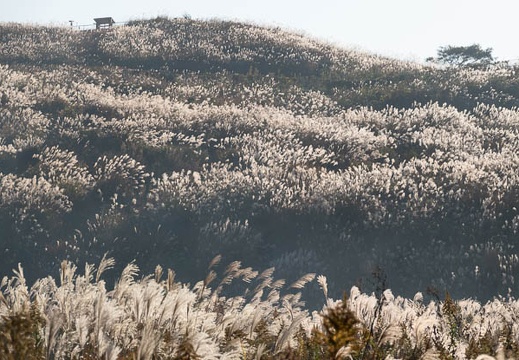202011141526-DSC06042RX10M4.jpg