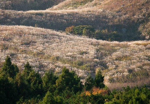 202011141553-DSC06139RX10M4.jpg